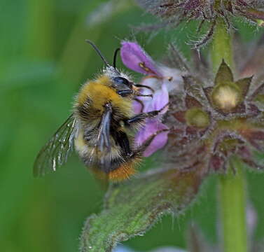 Plancia ëd Bombus pratorum (Linnaeus 1761)