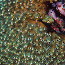 Image of Fijian stalked ascidian