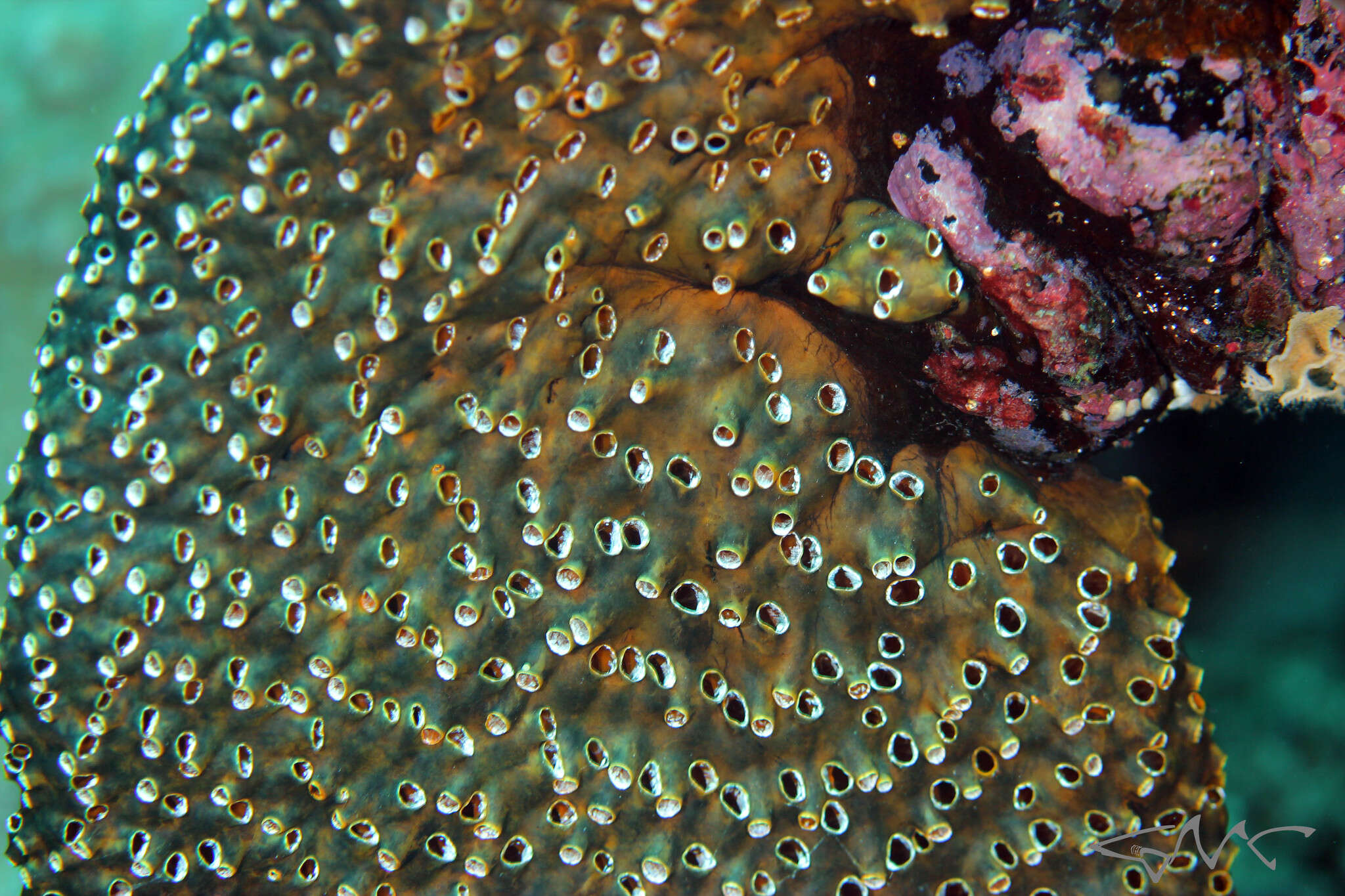 Image of Fijian stalked ascidian