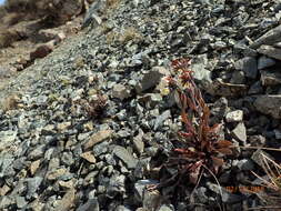 Image of Myosotis monroi Cheeseman