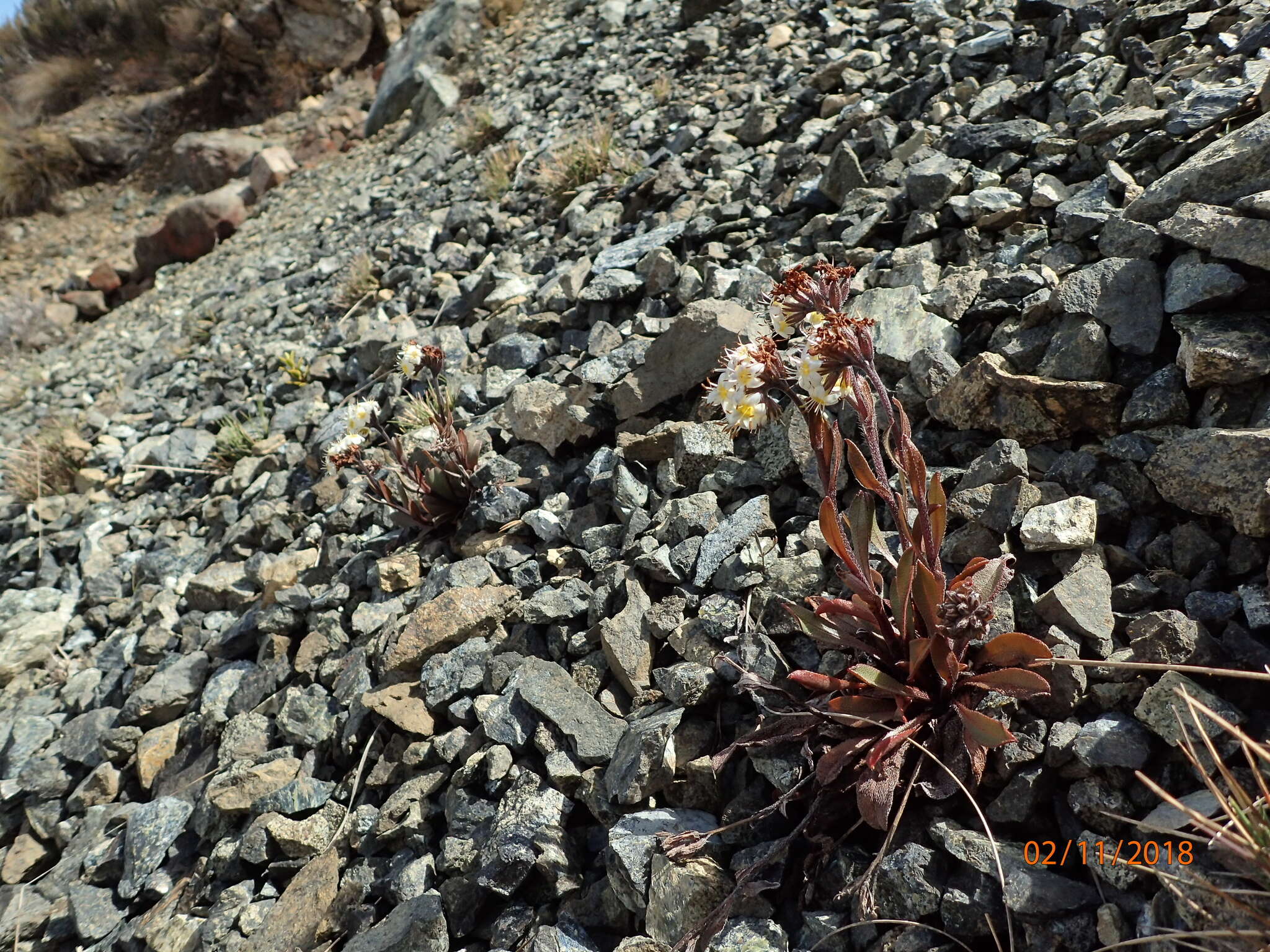 Image of Myosotis monroi Cheeseman