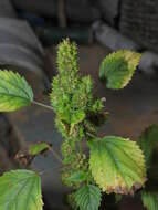 Image of Poiret's Copperleaf