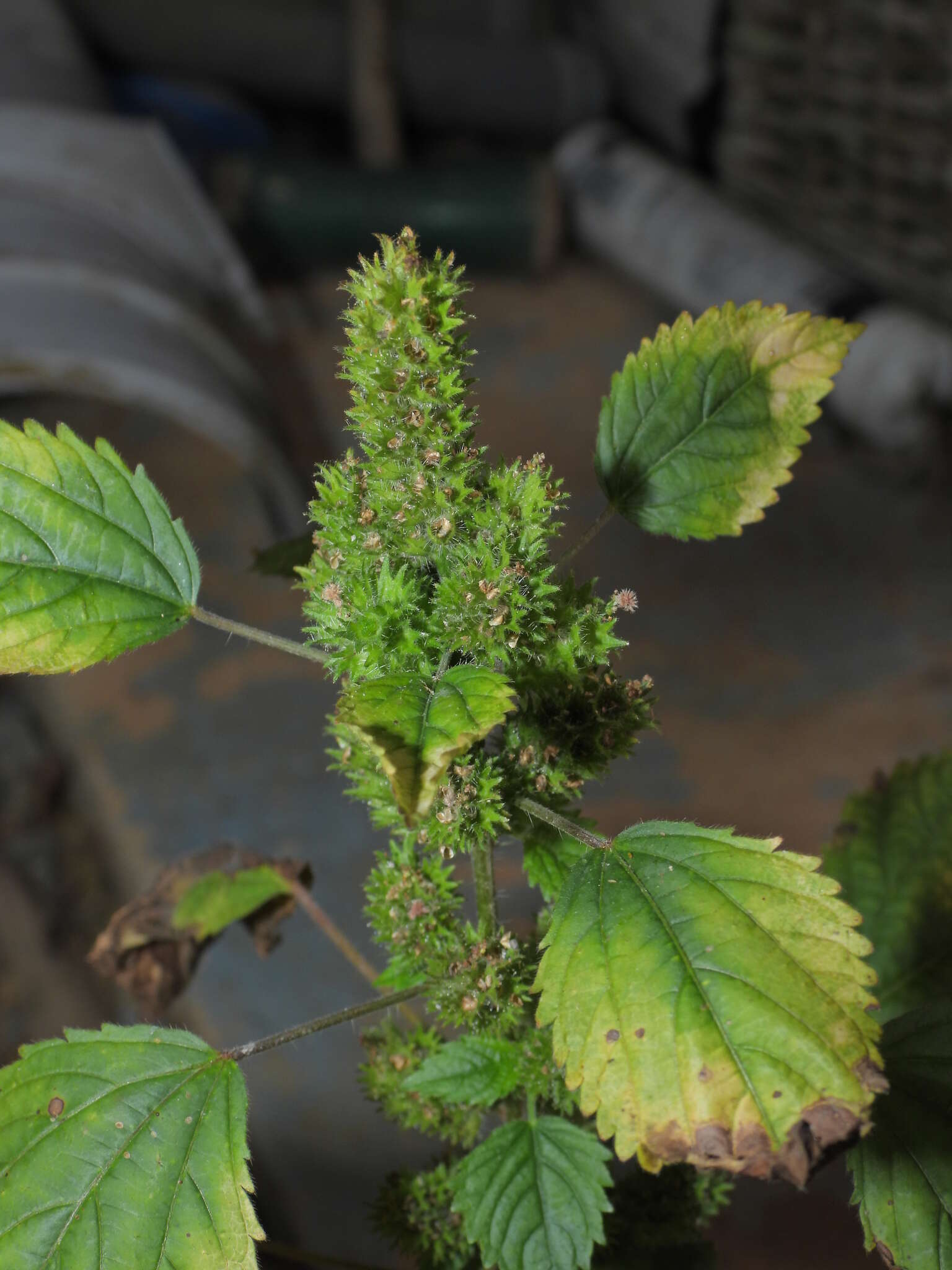 Image de Acalypha poiretii Spreng.