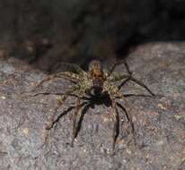 صورة Pardosa sumatrana (Thorell 1890)