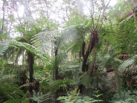 Image of Tree Fern Forest