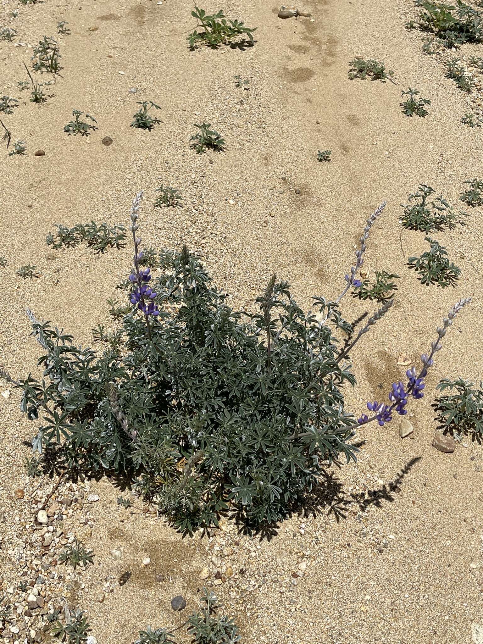 Imagem de Lupinus excubitus subsp. hallii (Abrams) D. B. Dunn