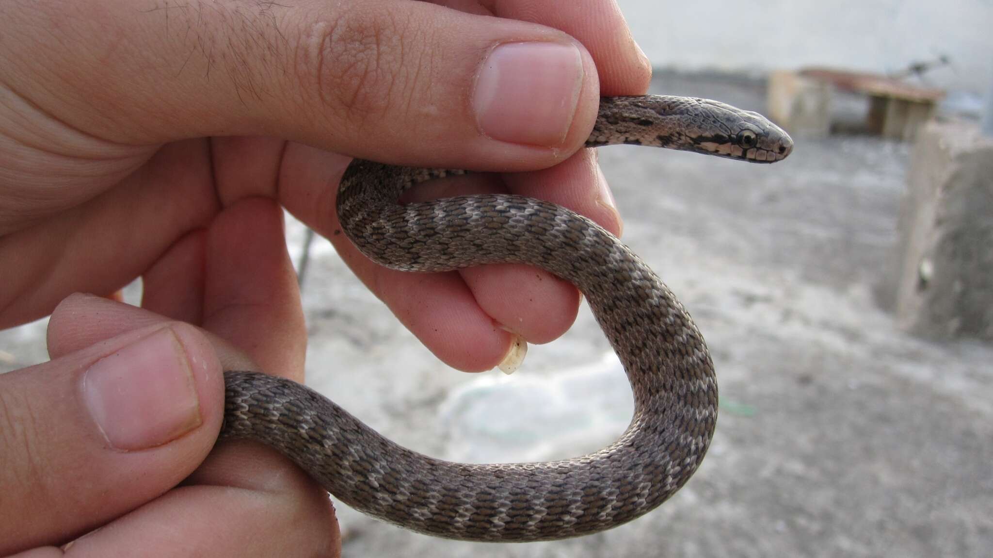 Image of Caucasian Rat Snake