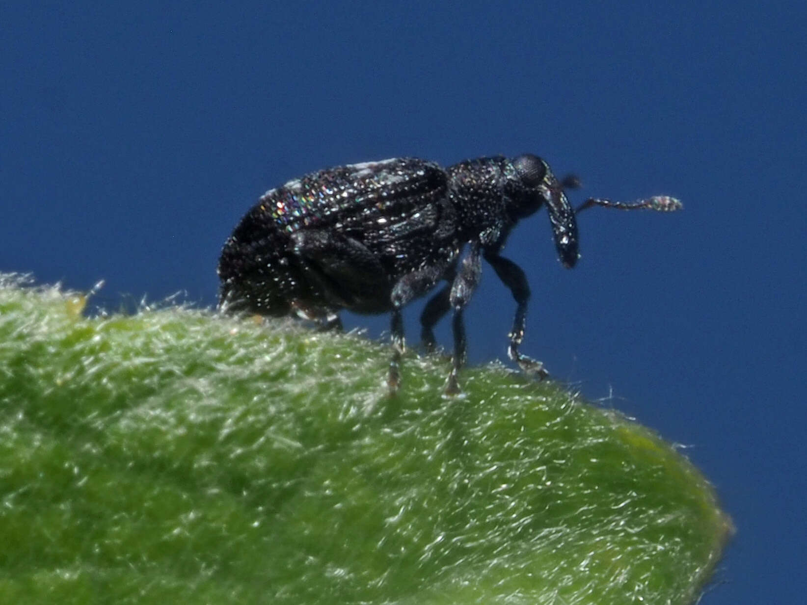 Tachyerges salicis (Linnaeus & C. 1758) resmi