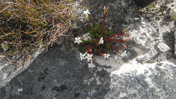 Image of Crassula obtusa Haw.