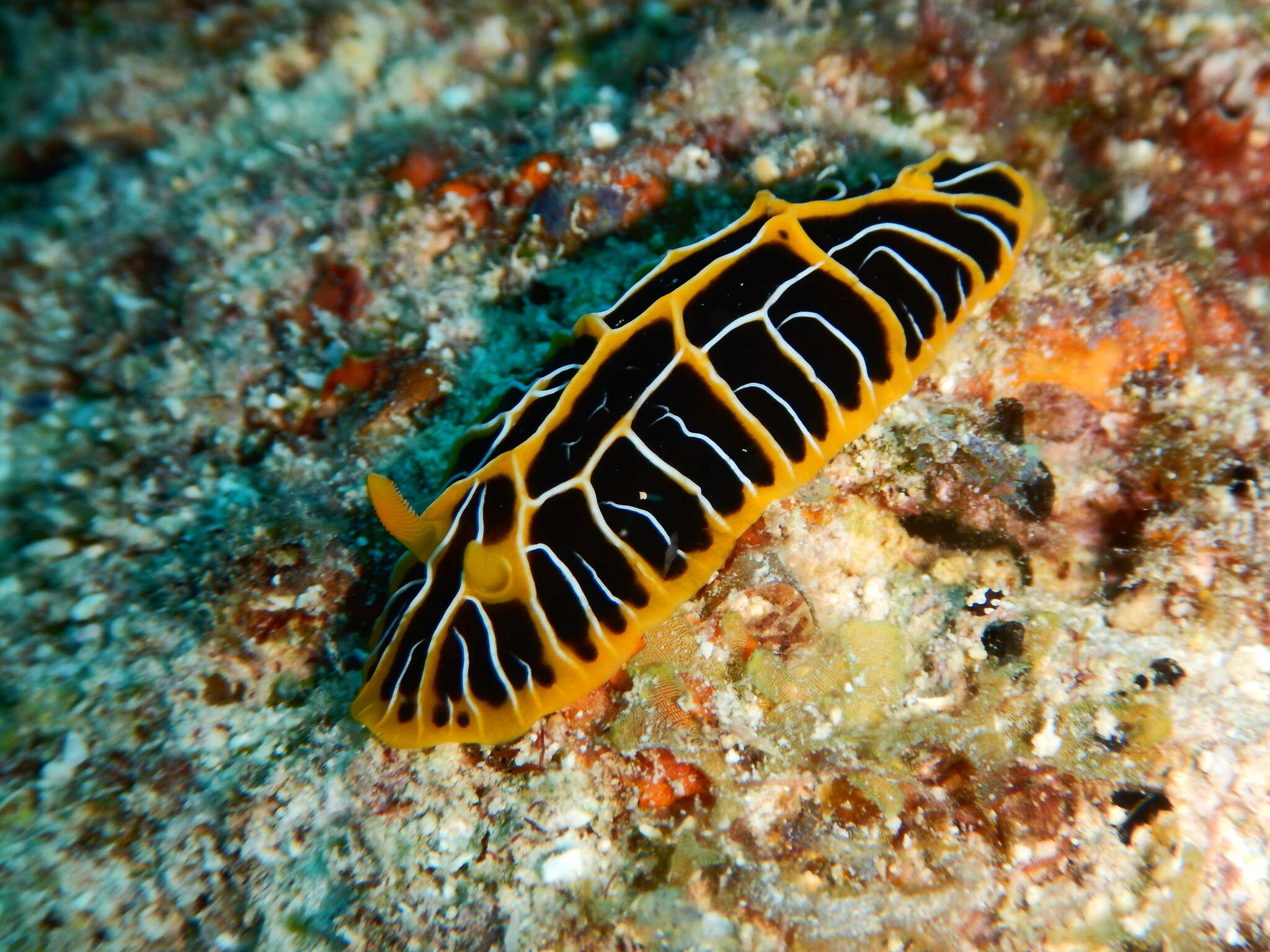 Image of Orange ridge black slug