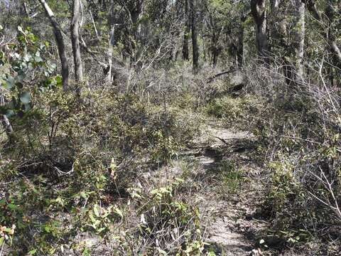 Imagem de Lasiopetalum macrophyllum R. Grah.