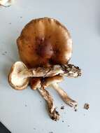 Imagem de Tricholoma ustale (Fr.) P. Kumm. 1871