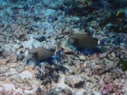 Image of Black-barred Surgeonfish