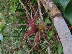 Imagem de Tillandsia brachycaulos Schltdl.