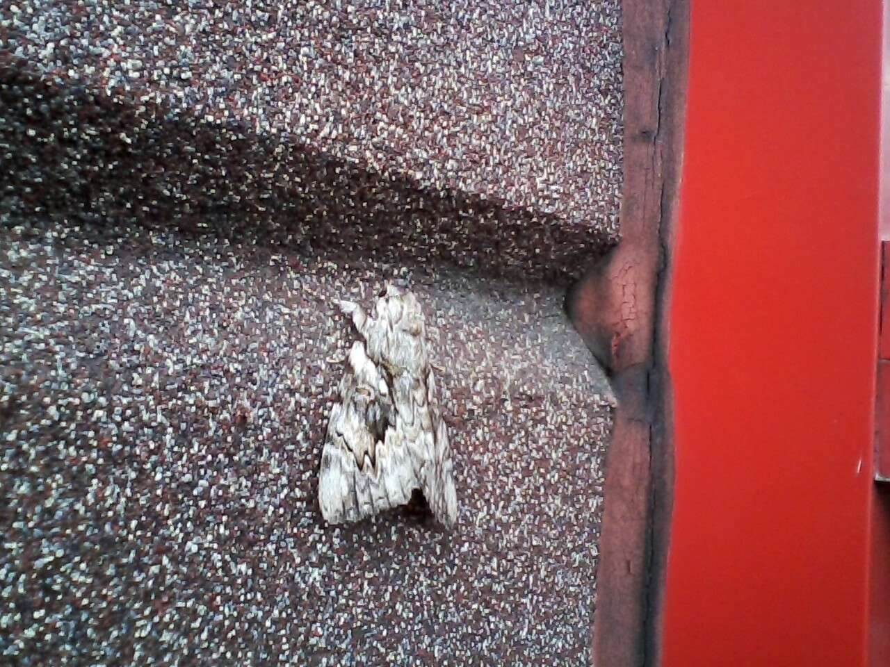 Image of Yellow-banded Underwing