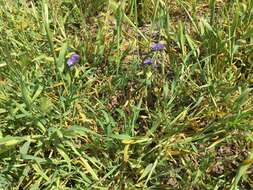 Phacelia ciliata Benth.的圖片