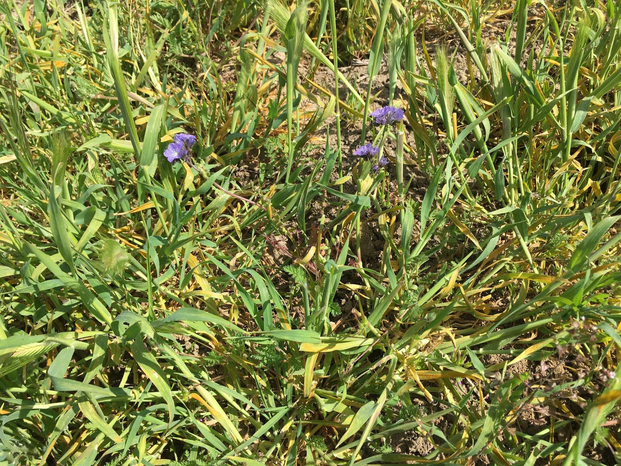 Phacelia ciliata Benth.的圖片