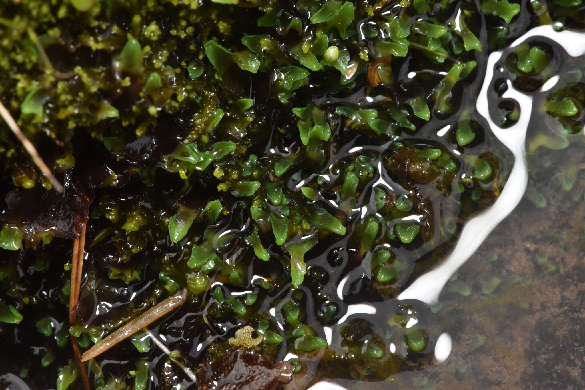 Image of Pellia alpicola L. Soderstr., A. Hagborg, von Konrat & Phytotaxa