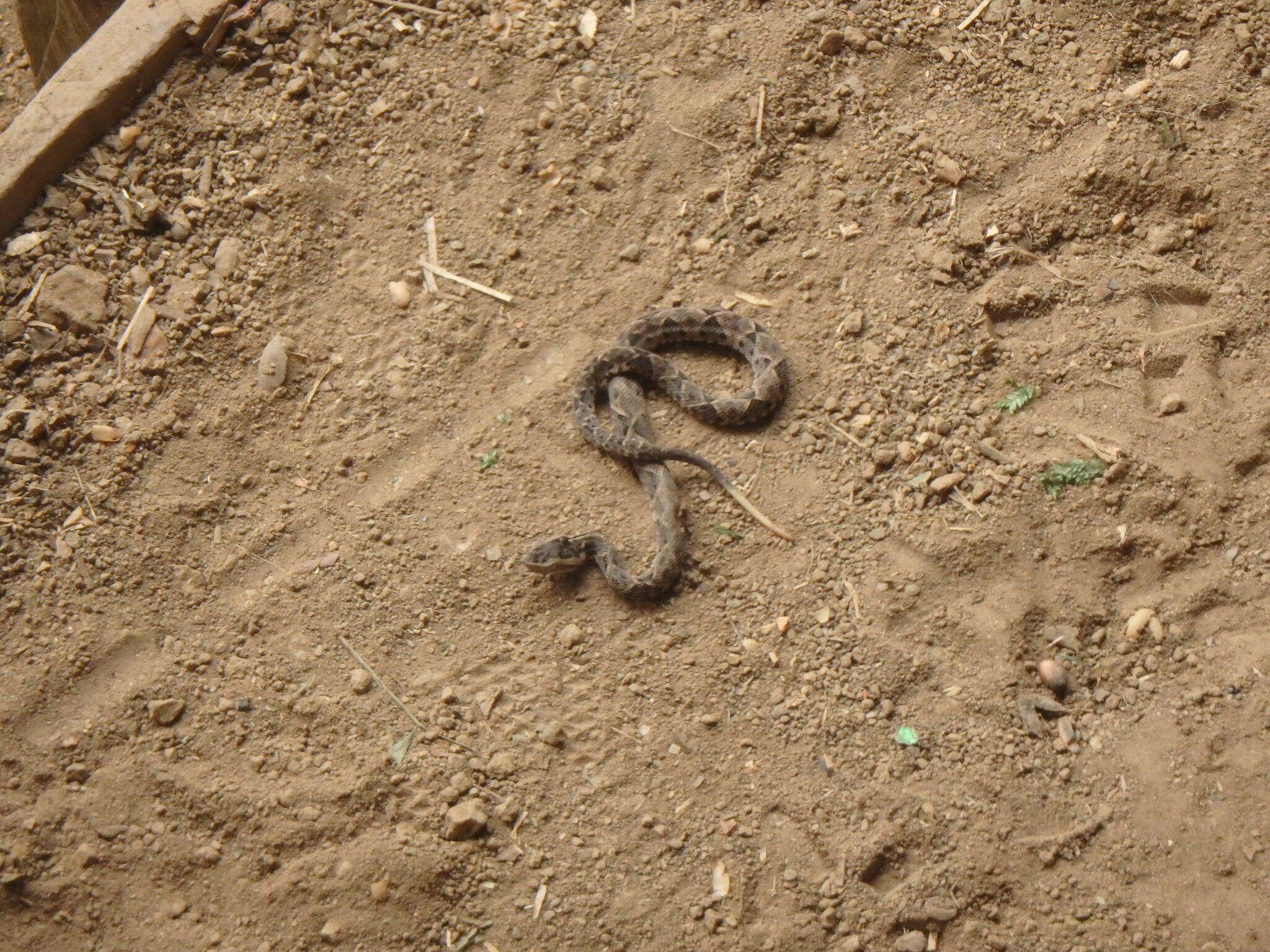 Plancia ëd Bothrops asper (Garman 1883)