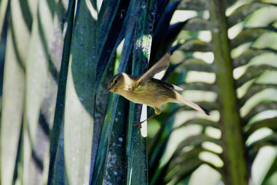 Image of Phylloscopus canariensis canariensis (Hartwig 1886)