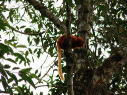 Image of Golden Lion Tamarin