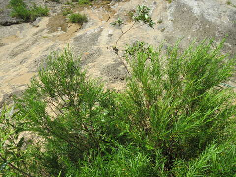 Sivun Hypericum densiflorum var. interior (Small) Sorrie & Weakley kuva