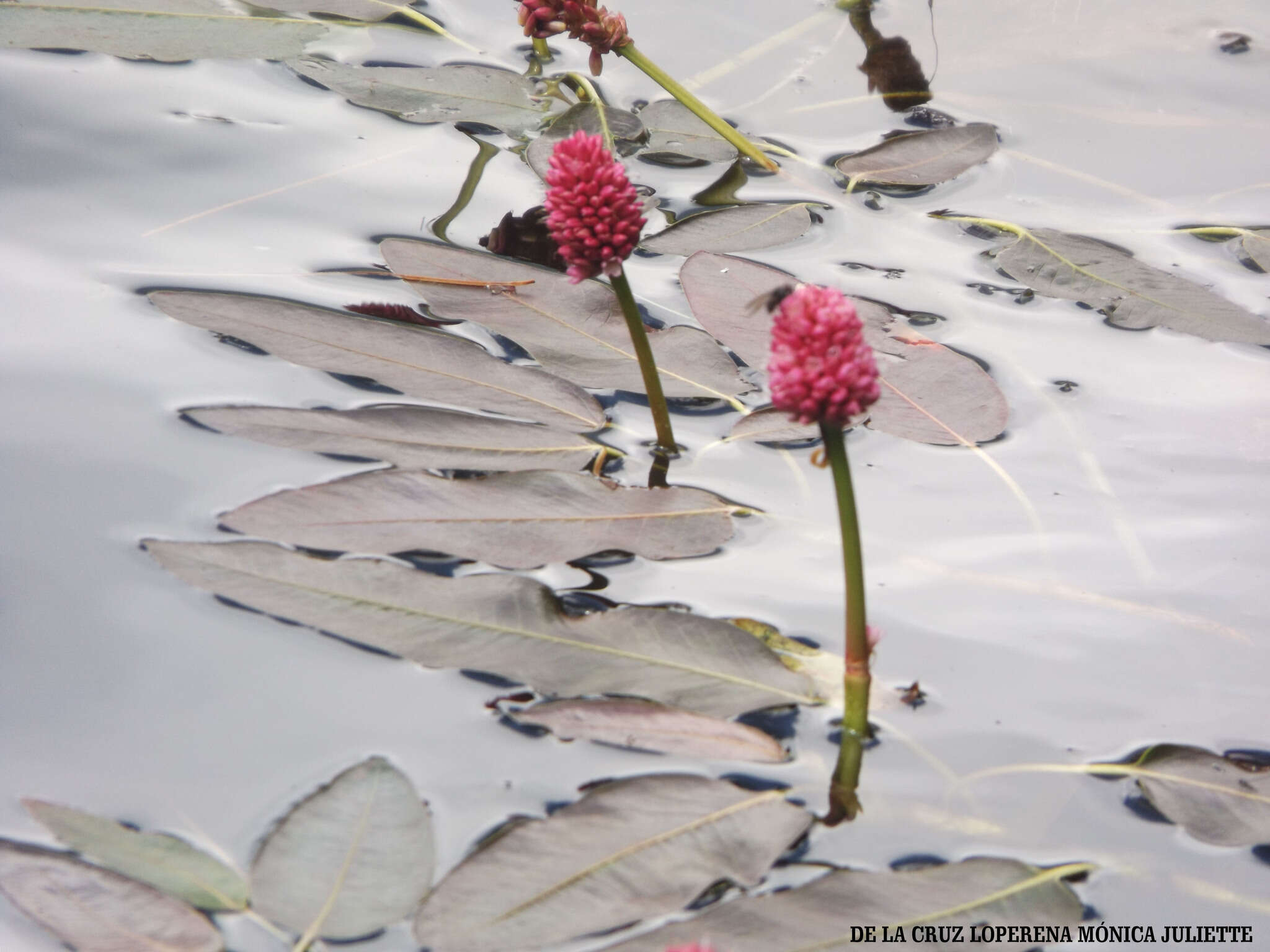 Image of water smartweed