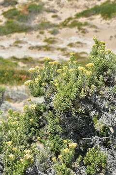 Image of Ozothamnus cinerea (Labill.) A. A. Anderberg