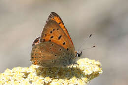 Image de Lycaena asabinus (Herrich-Schäffer (1851))