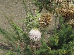 Image of Cirsium echinus (M. Bieb.) Hand.-Mazz.