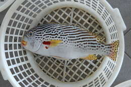 Image of Diagonal banded sweetlips