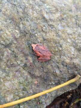 Image of Kani Bush Frog