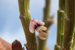 Image of Carmichaelia crassicaulis subsp. crassicaulis