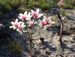 Image of Hessea cinnamomea (L'Hér.) T. Durand & Schinz