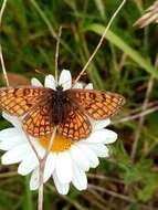 Imagem de <i>Melitaea parthenoides</i>