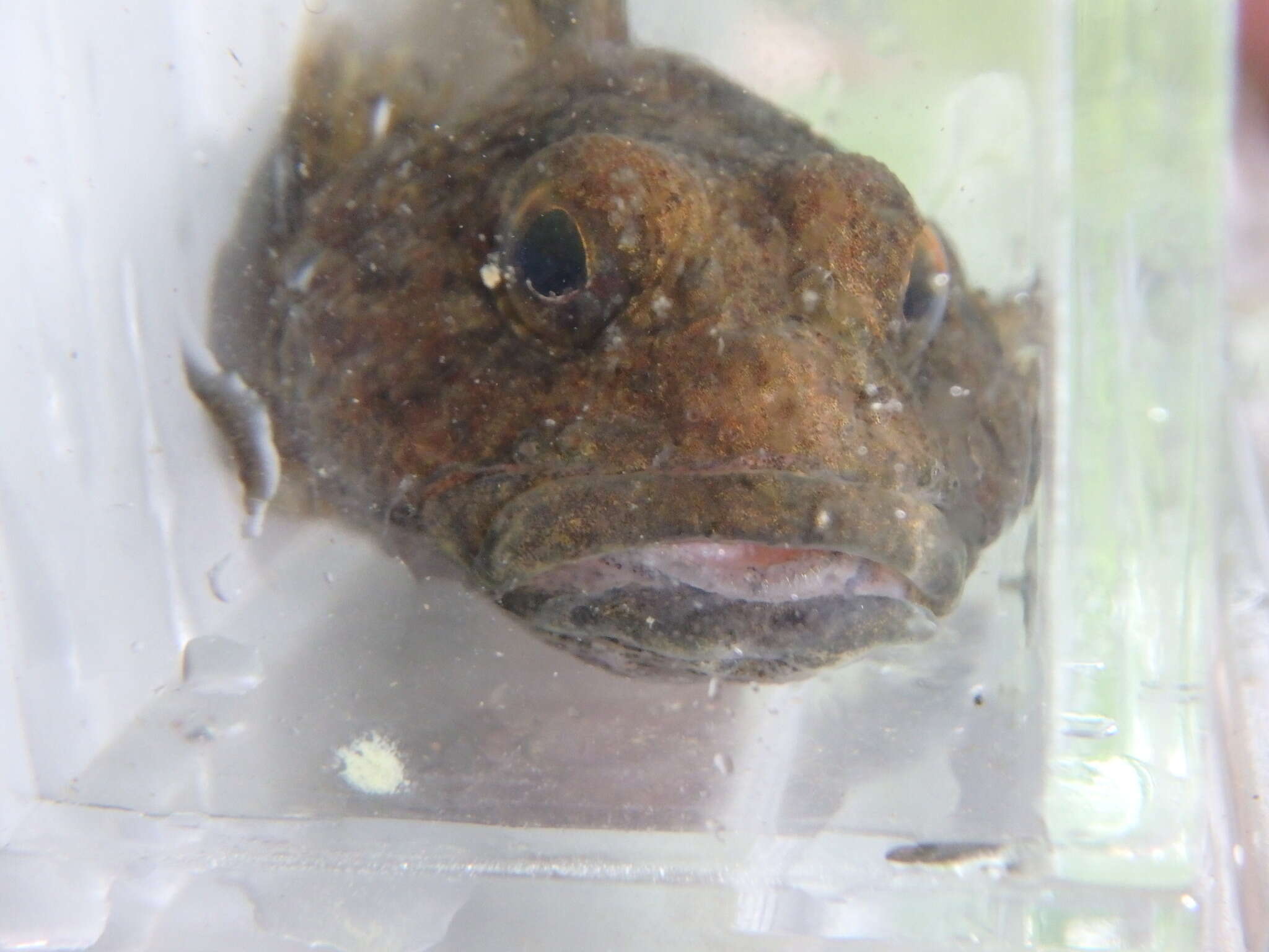 Image of Black sculpin