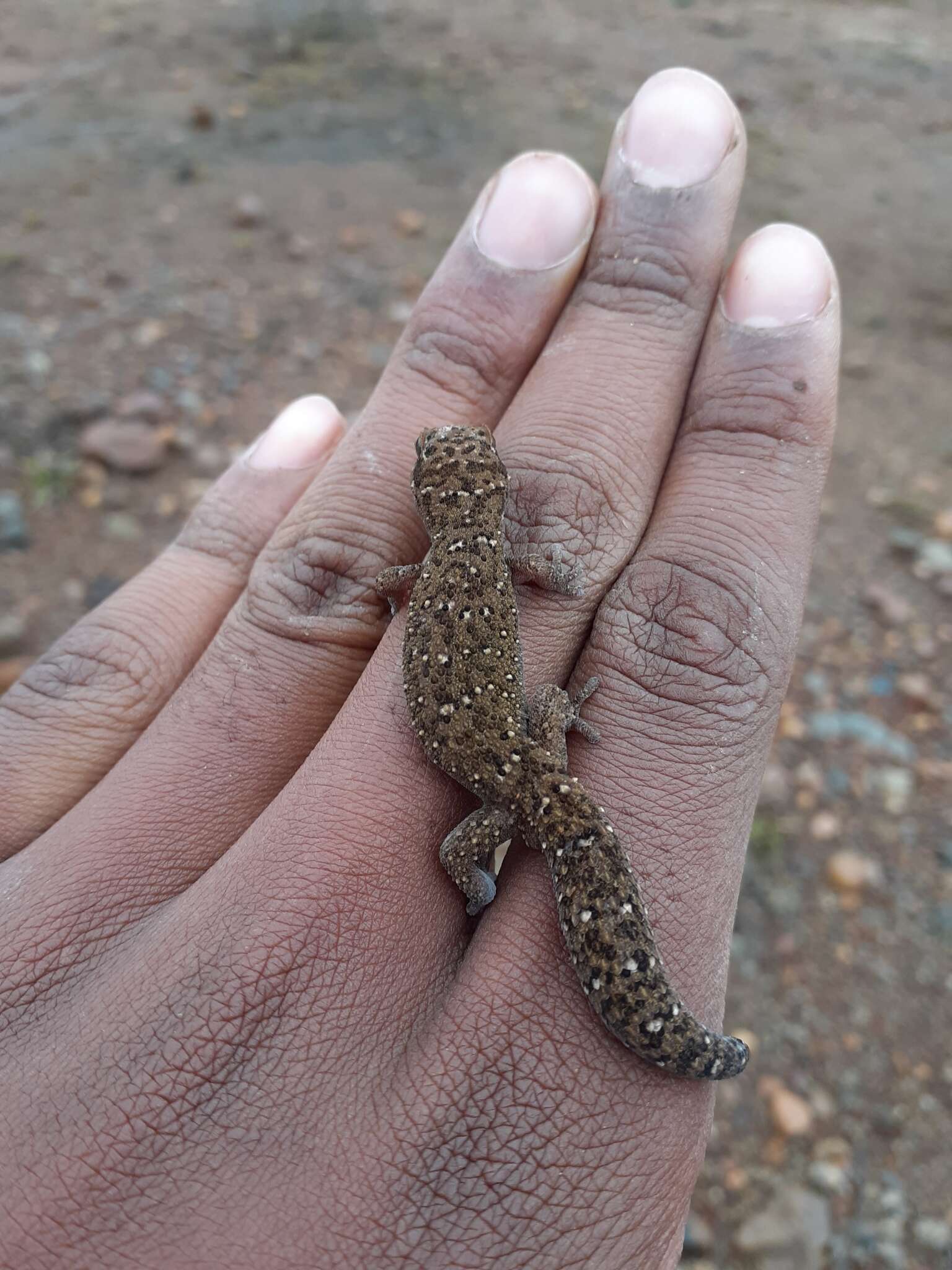 Image of Van Son's Gecko