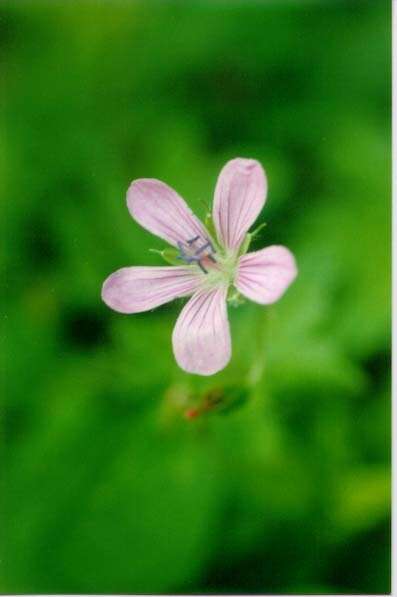 Image of Geranium maximowiczii Regel & Maack ex Regel