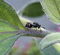 Image of Wasp