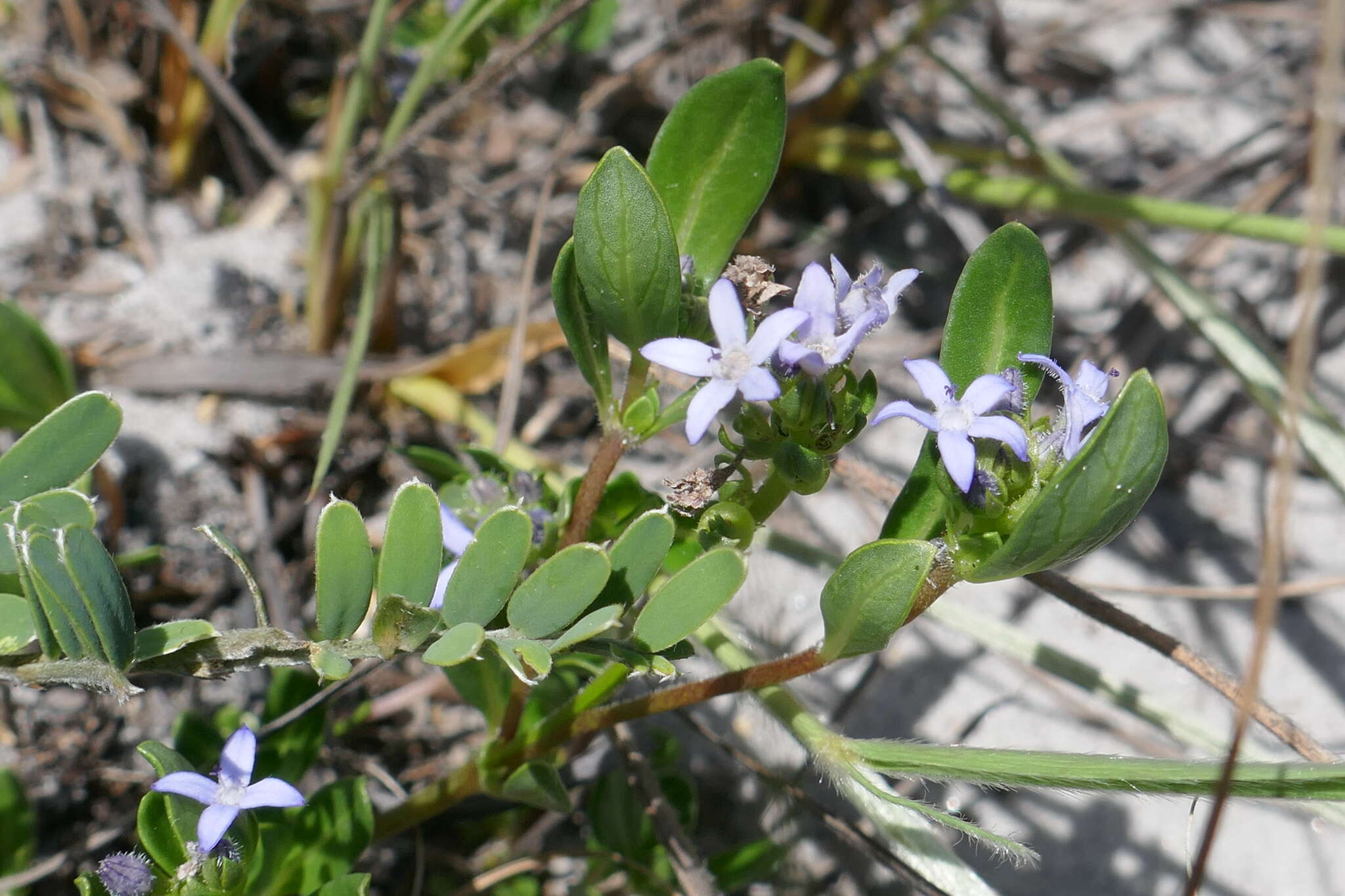 Image of Pentanisia veronicoides (Baker) K. Schum.