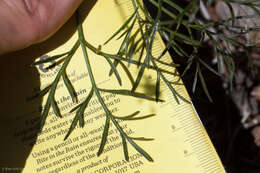 Image of butte desertparsley