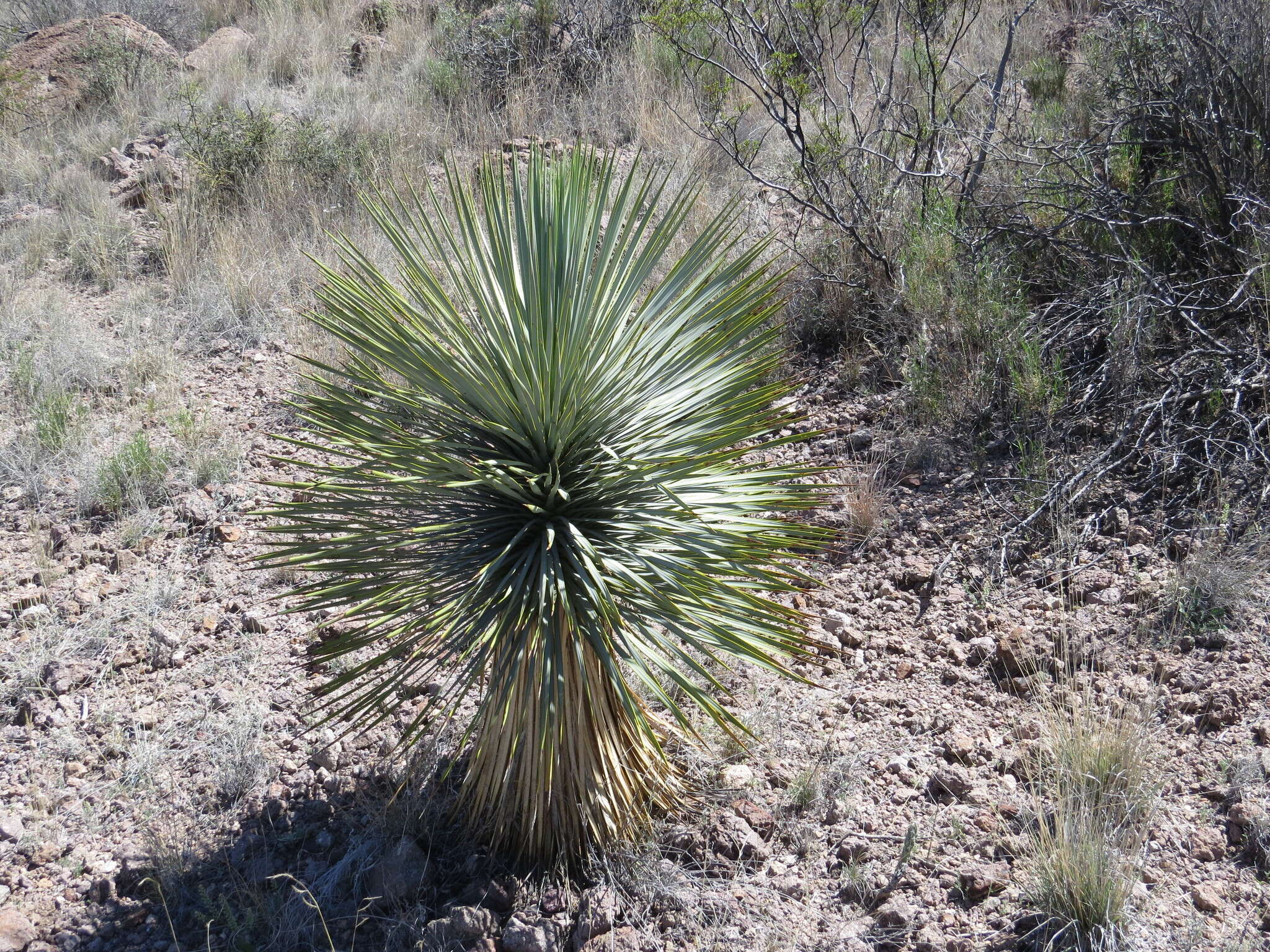 Image of Yucca rostrata Engelm. ex Trel.