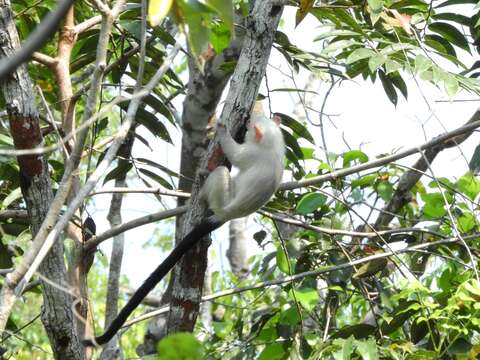 Image of silvery marmoset