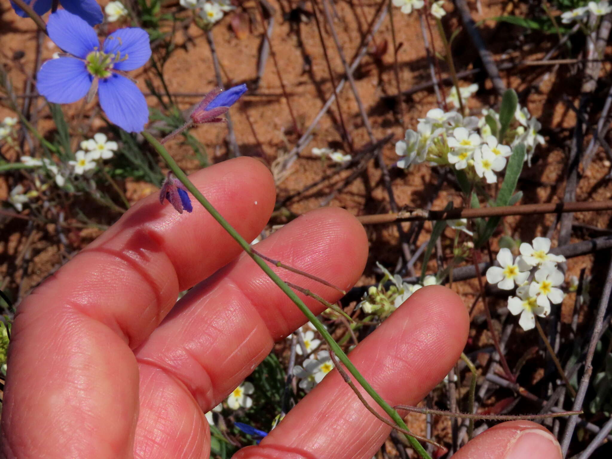 Image de Heliophila refracta Sond.