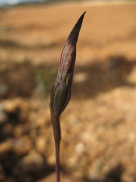 Image of Thelymitra speciosa Jeanes