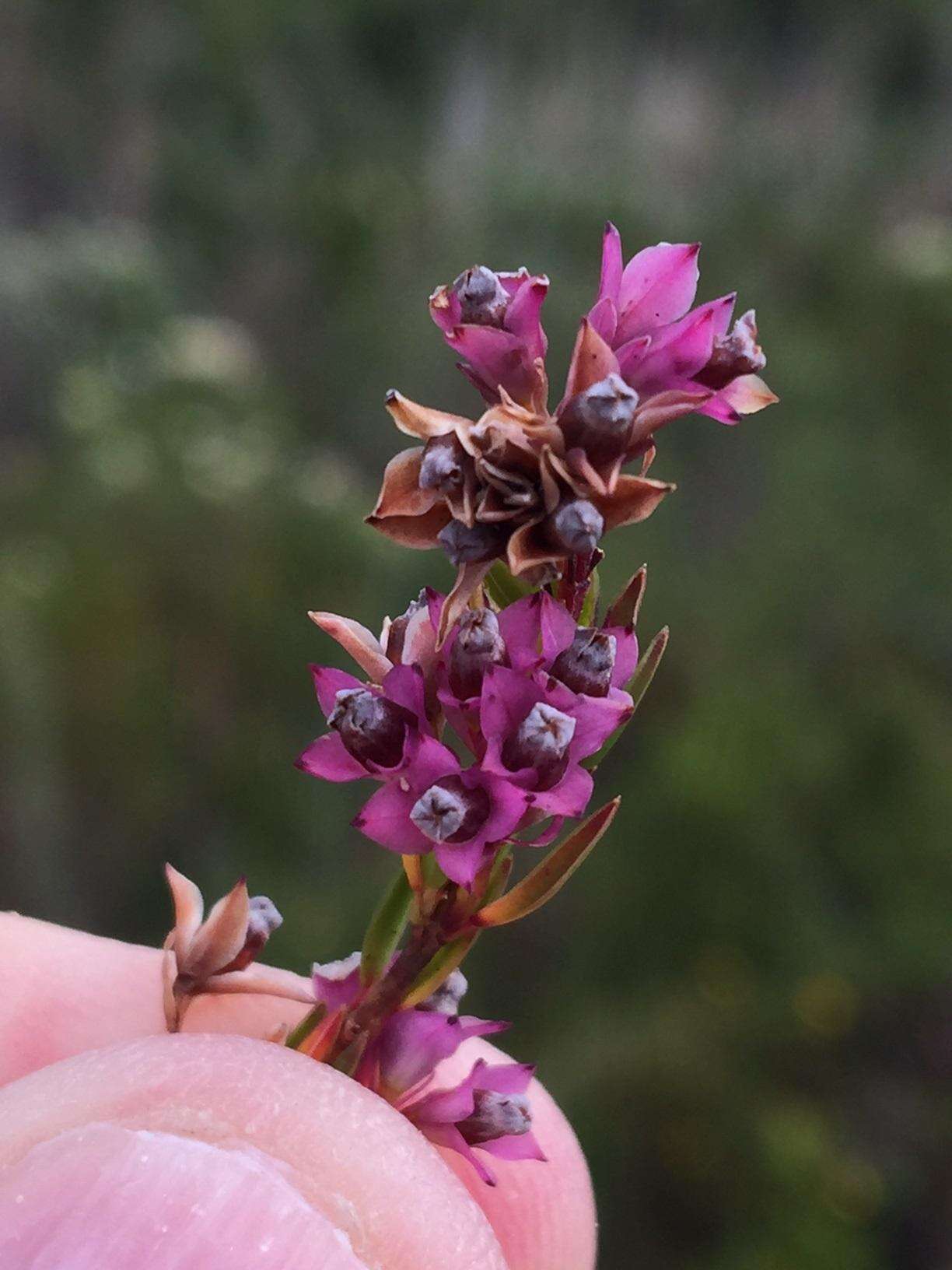 Image of Erica corifolia var. corifolia