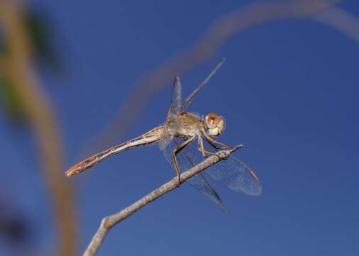 Image of Red Percher Dragonfly