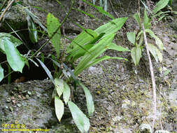 Eria scabrilinguis Lindl.的圖片