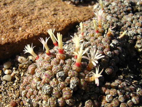 Image of Conophytum obcordellum subsp. rolfii (De Boer) S. A. Hammer