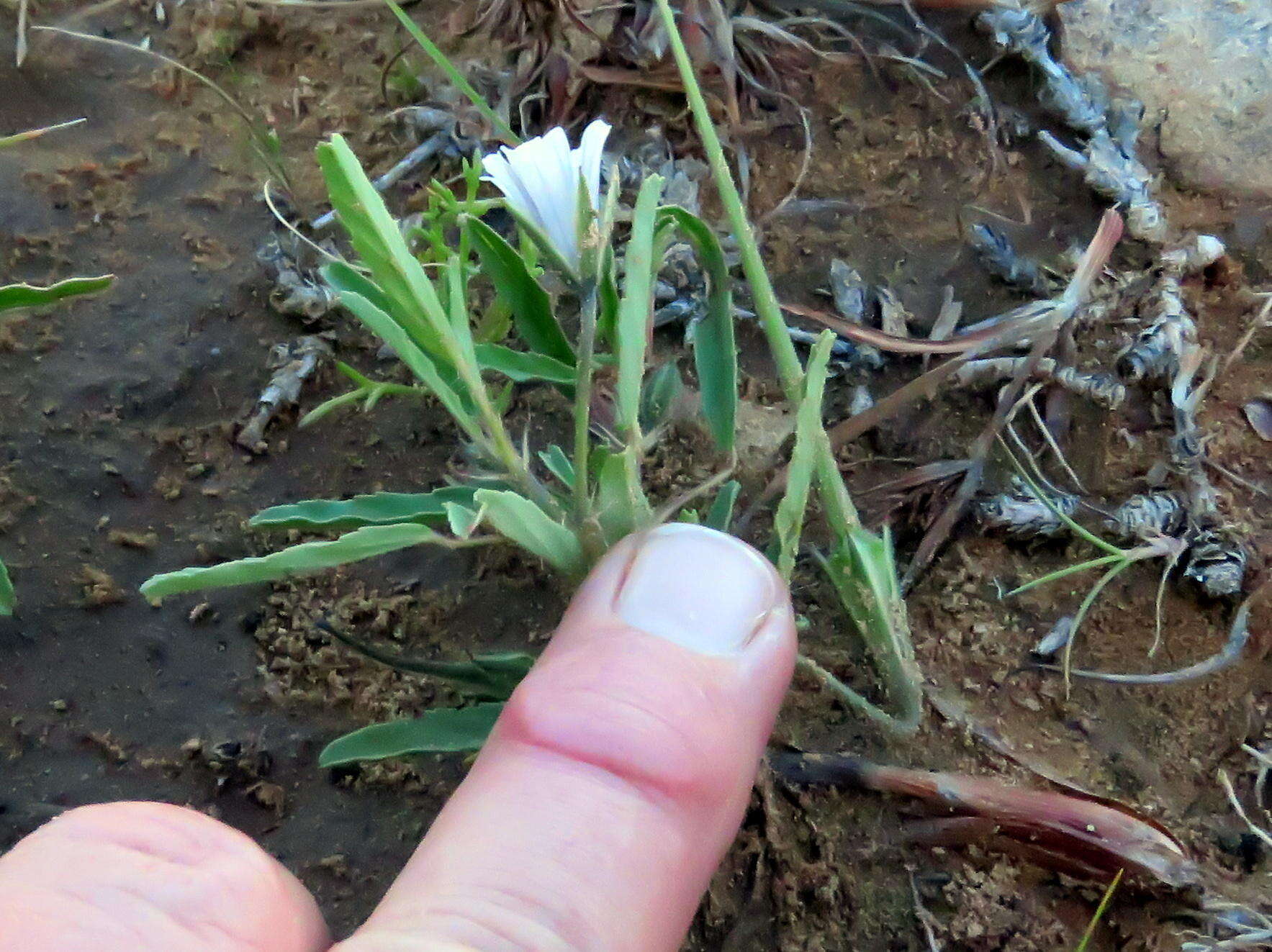 Image of Monsonia glauca Knuth